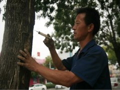 劉慶河為街樹(shù)“治病”